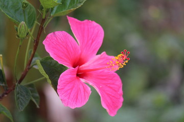 pink hibiscus in garden