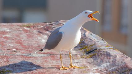 Gaviotas en paisaje urbano