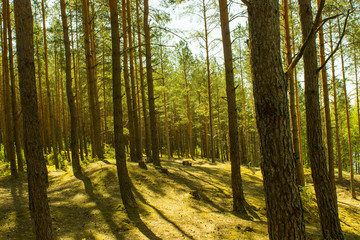Fototapeta na wymiar Green Forest, Dzukija National Park in Lithuania