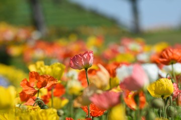 淡路花さじき💐