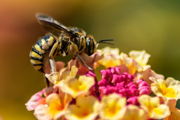 Abeja sobre flor de colores