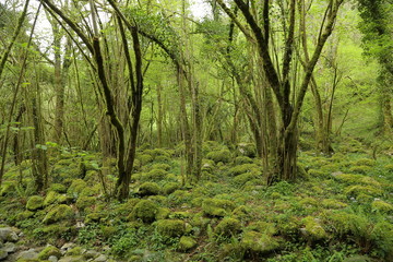 Fototapeta premium Bosque en Borleña de camino al Churrón de Borleña, Cantabria, España
