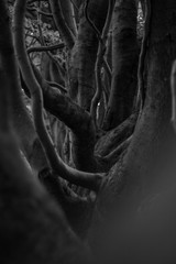 Abstract Black and White Tree Trunks