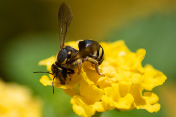 Abeja sobre flor amarilla
