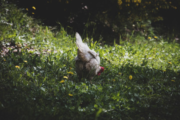 White hen on green grass and yellow flowers