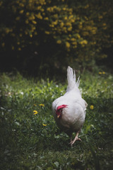 White hen on green grass and yellow flowers