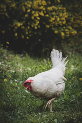 White hen on green grass and yellow flowers