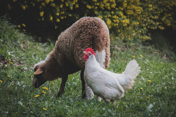 White hen and lamb on green grass