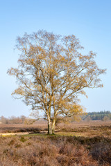 Silver birch, warty birch, European white birch or East Asian white birch - Betula pendula -...