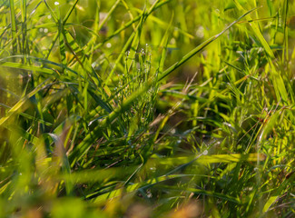 Closeup of fresh green grass with water drops and a bokeh in the morning for summer seasonal background, selective focus