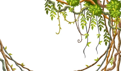 Foto op Canvas Liana branches and tropical leaves on white background. Cartoon frame plants of jungle with space for text. Isolated vector illustration. © valadzionakvolha