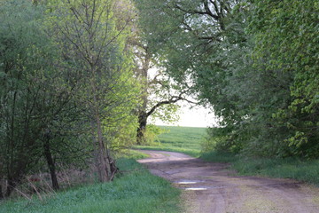 Fototapeta premium path in the park