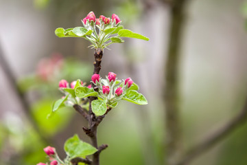 Blossoming apple branch. White flower, pink buds and bright green small leaves on copy space bokeh background.