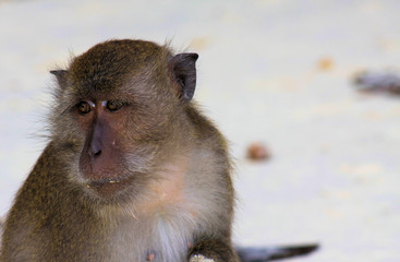 Close up of fury monkey face (crab eating long tailed Macaque, Macaca fascicularis) on isolated beach, Ko Lipe, Thailand