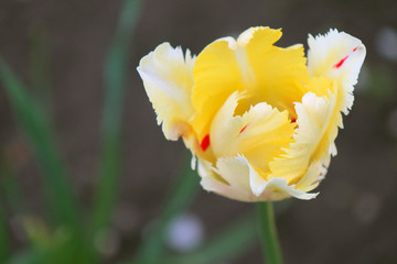 Fototapeta na wymiar yellow tulip flower