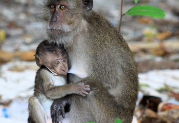 Monkey puppy (crab-eating long-tailed Macaque, Macaca fascicularis) teasing mother during breast-feed on Ko Phi Phi, Tailand