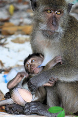 Fototapeta premium Monkey puppy (crab-eating long-tailed Macaque, Macaca fascicularis) teasing mother during breast-feed on Ko Phi Phi, Tailand