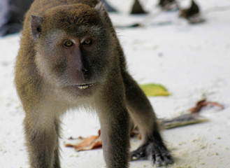 Angry isolated monkey (crab-eating long tailed Macaque, Macaca fascicularis) on white sand beach on Ko Phi Phi, Thailand