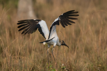 Wood Stork, in a marsh environment.Pantanal, Brazil