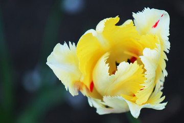 Fototapeta na wymiar yellow tulip on green background