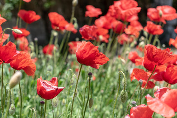 Amapolas en un campo de Amapolas