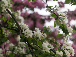 Pink flowers of apple in spring