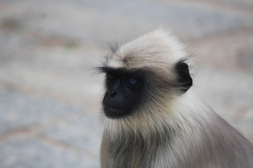 monkey face