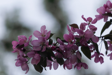 Pink flowers of apple in spring
