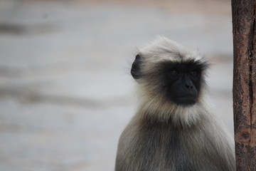 monkey wildlife