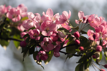 Fototapeta na wymiar Pink flowers of apple in spring