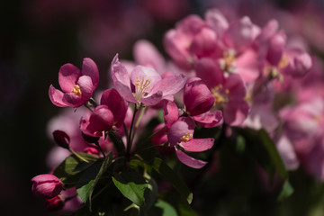 Pink flowers of apple in spring