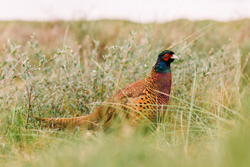 Wilder Fasan in Düne auf Nordseeinsel Norderney