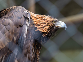Eagle in the Moscow Zoo
