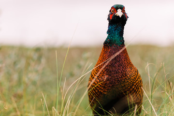 Wilder Fasan in D&uuml;ne auf Nordseeinsel Norderney