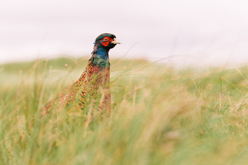Wilder Fasan in D&uuml;ne auf Nordseeinsel Norderney