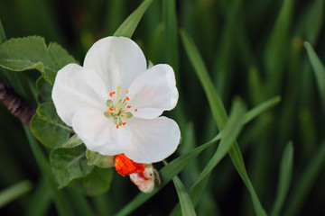 white flower in garden