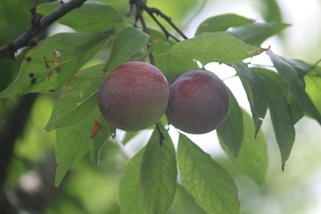 plums on tree