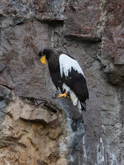 Eagle in the Moscow Zoo