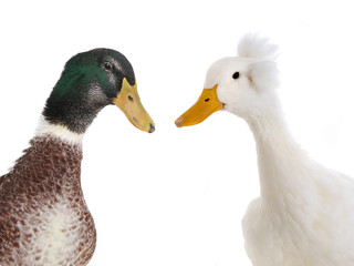  portrait two ducks isolated on white