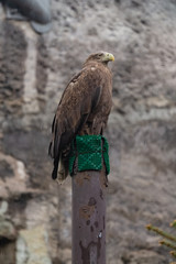 Eagle in the Moscow Zoo