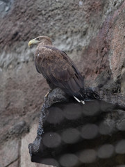 Eagle in the Moscow Zoo