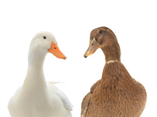  portrait two ducks isolated on white