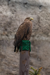 Eagle in the Moscow Zoo