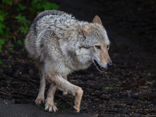 Naklejka na ściany i meble Wolf in the Moscow Zoo