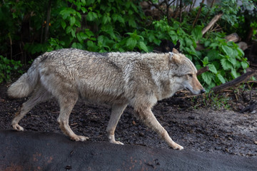 Fototapeta premium Wolf in the Moscow Zoo