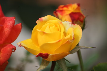 Fototapeta premium yellow rose