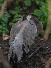 Goose in the Moscow Zoo