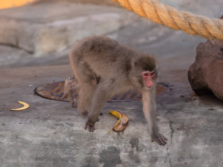 Japanese Macaque in Moscow Zoo