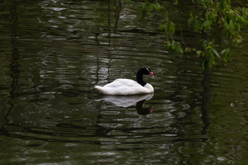 White swan with a black neck in the Moscow zoo