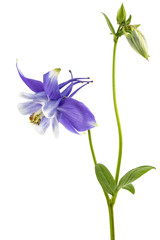 Violet flower of aquilegia, blossom of catchment closeup, isolated on white background